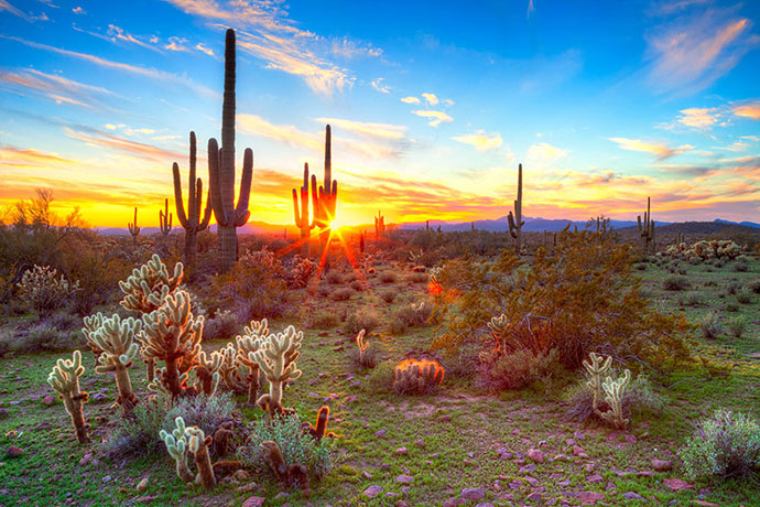Golden Hour Desert